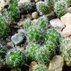 Mammillaria _wiesingeri _ssp.wiesingeri _19